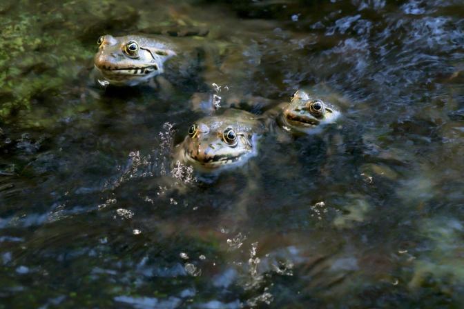 Obrázek reference