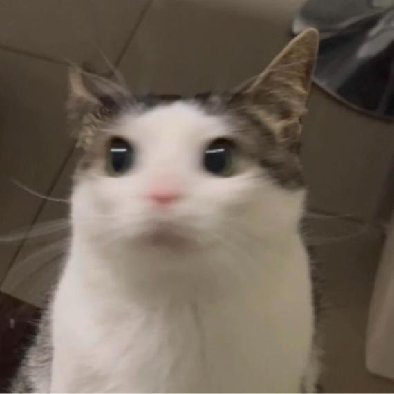 Profilový obrázek